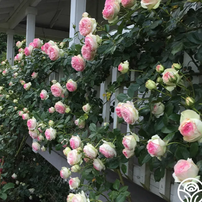 Eden Climber®>Heirloom Roses Hot
