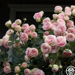 Eden Climber®><noscript><img width=