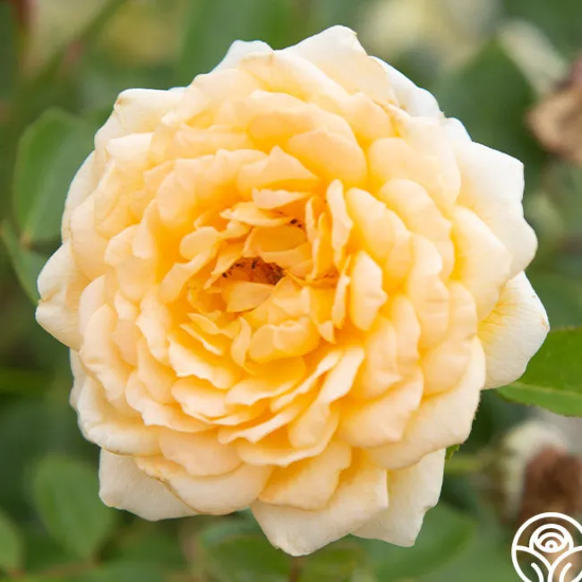 Edith's Darling™>Heirloom Roses Online