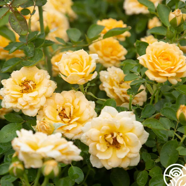 Edith's Darling™>Heirloom Roses Online