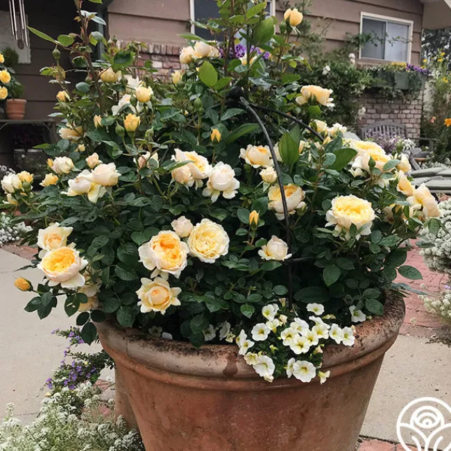 Edith's Darling™>Heirloom Roses Online