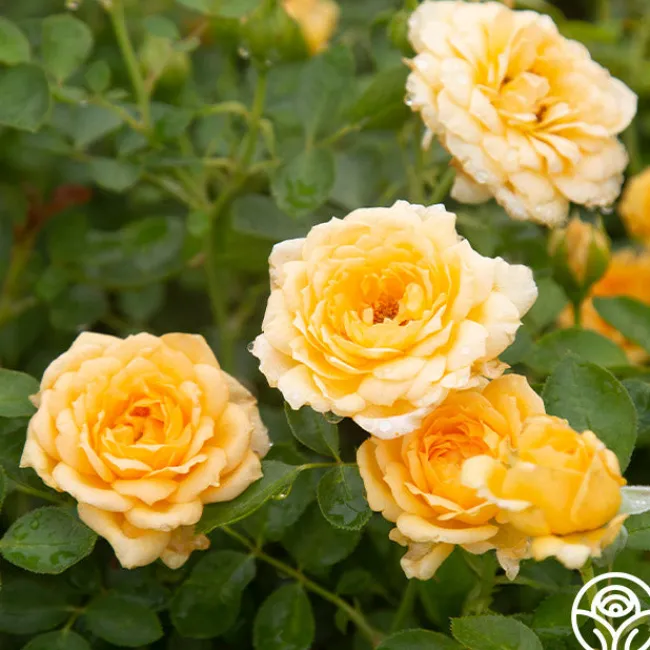 Edith's Darling™>Heirloom Roses Online