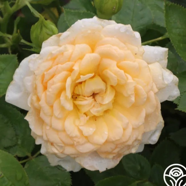Edith's Darling™>Heirloom Roses Online