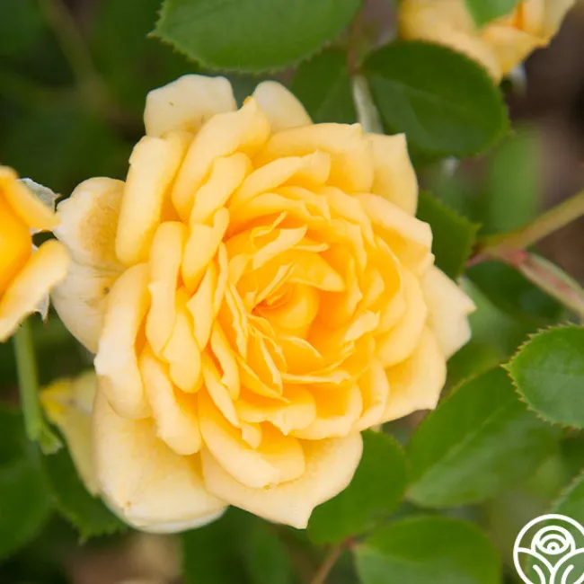 Edith's Darling™>Heirloom Roses Online