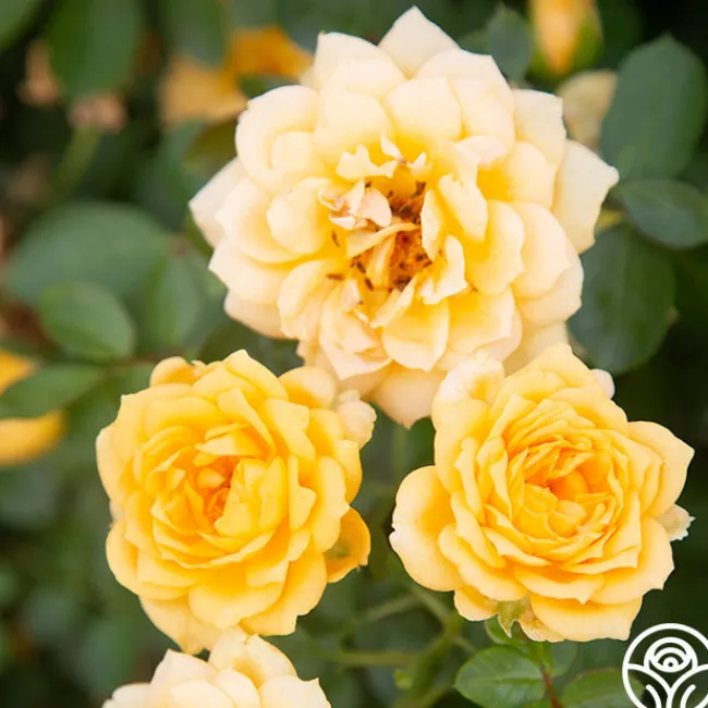 Edith's Darling™>Heirloom Roses Online