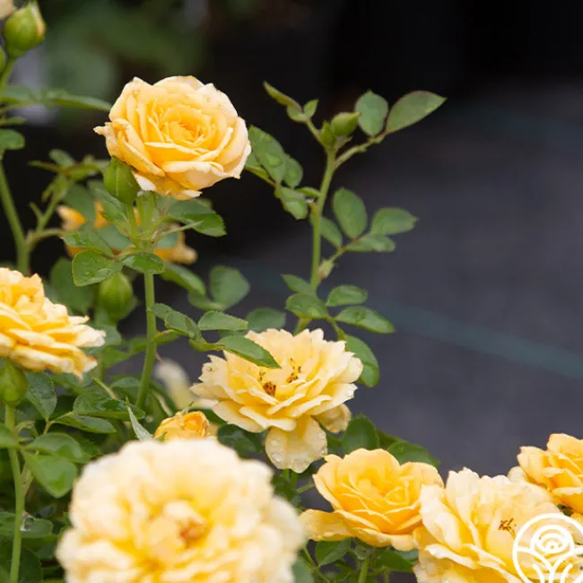 Edith's Darling™>Heirloom Roses Online