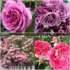 Effortless Collection>Heirloom Roses Hot