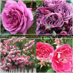 Effortless Collection>Heirloom Roses Hot