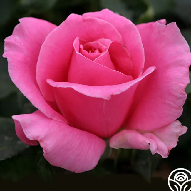 Eiffel Tower>Heirloom Roses Best