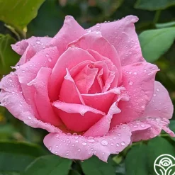 Eiffel Tower>Heirloom Roses Best