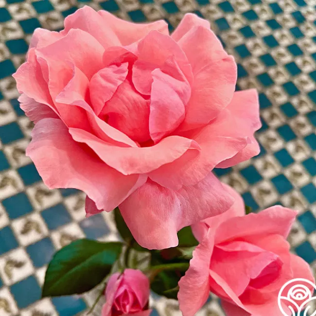 Eiffel Tower>Heirloom Roses Best