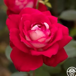 El Catala>Heirloom Roses New