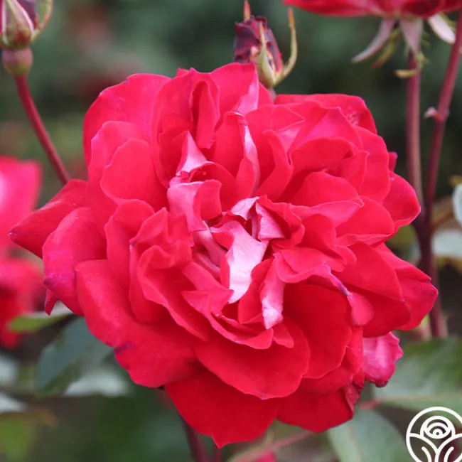 El Catala>Heirloom Roses New