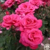 Electron®>Heirloom Roses Best