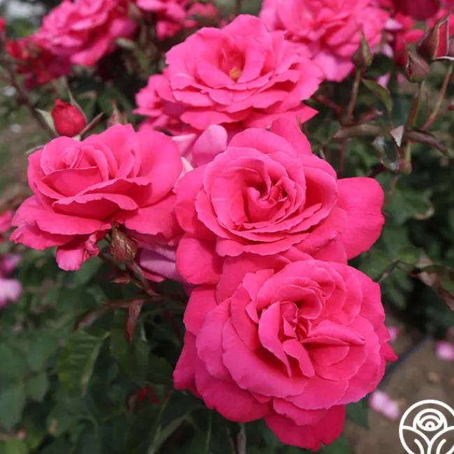 Electron®>Heirloom Roses Best