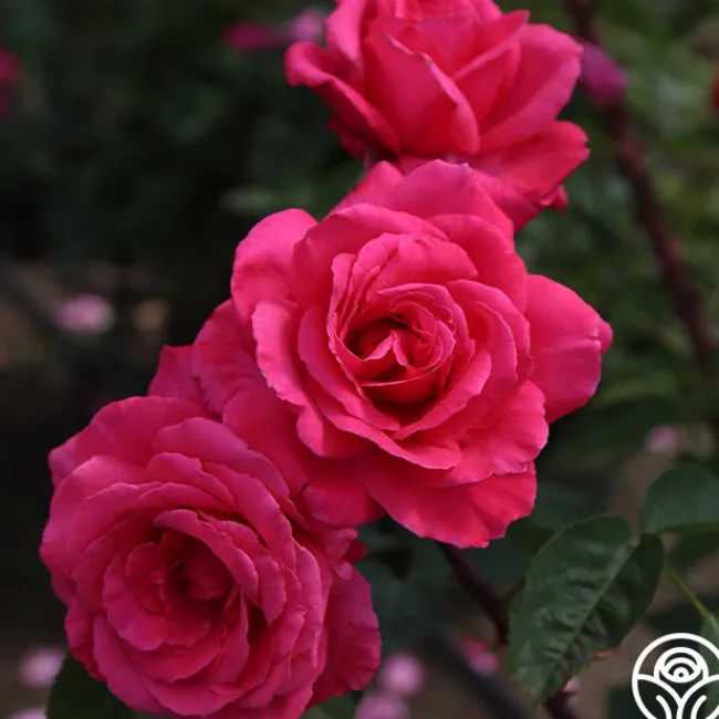 Electron®>Heirloom Roses Best