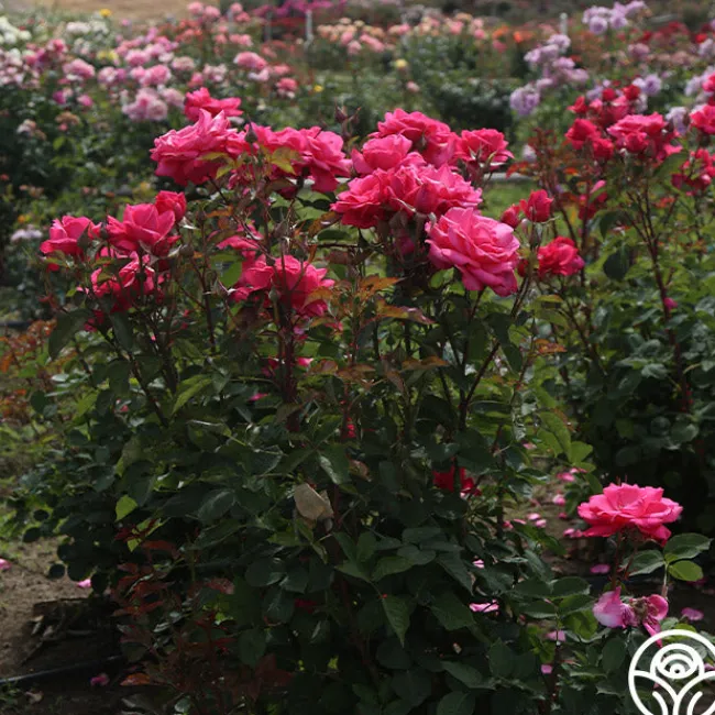 Electron®>Heirloom Roses Best