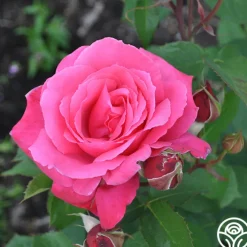 Electron®><noscript><img width=