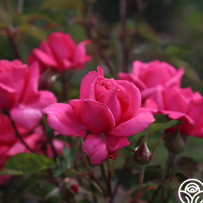 Electron®>Heirloom Roses Best