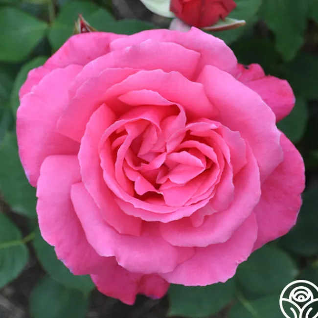 Electron®>Heirloom Roses Best