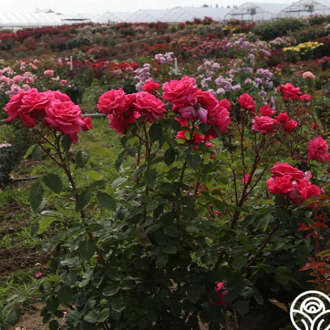 Electron®>Heirloom Roses Best