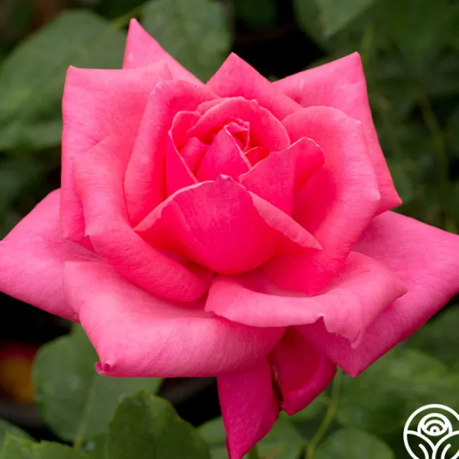 Electron®>Heirloom Roses Best