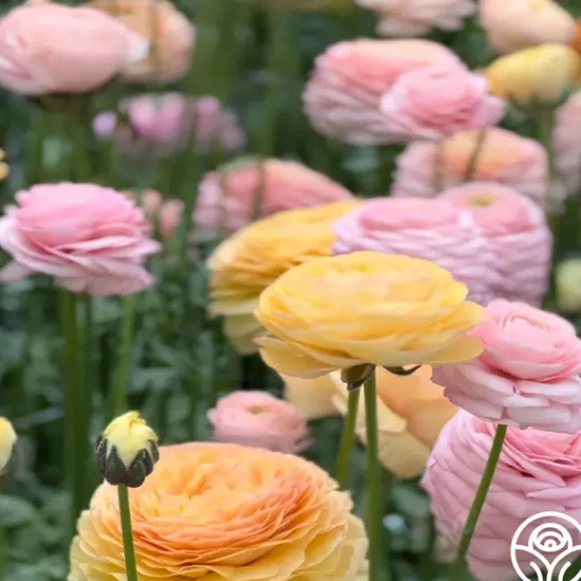 Elegance Pastello La Dolce Vita Mix>Heirloom Roses Outlet