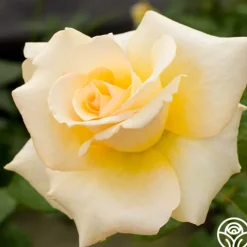 Elegant Beauty>Heirloom Roses Sale