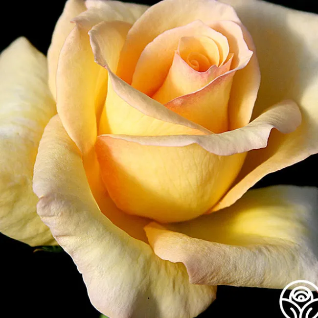 Elegant Beauty>Heirloom Roses Sale