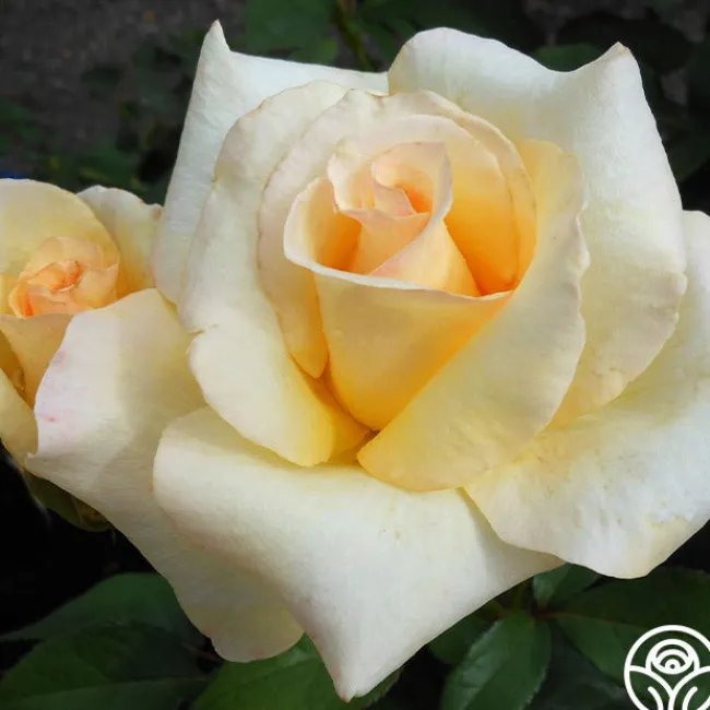 Elegant Beauty>Heirloom Roses Sale