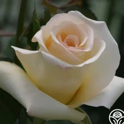 Elegant Beauty><noscript><img width=