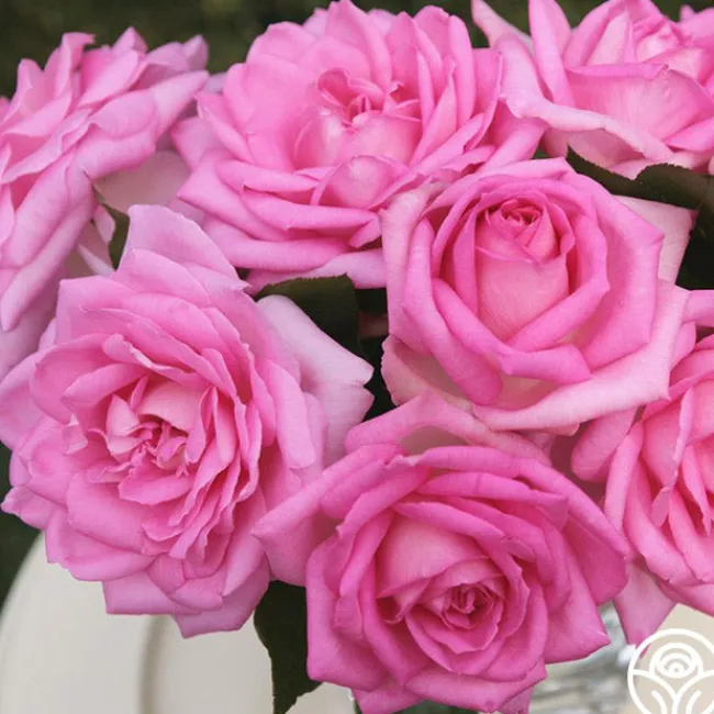 Eleganza® Beverly>Heirloom Roses Best