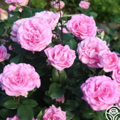 Eleganza® Beverly>Heirloom Roses Best