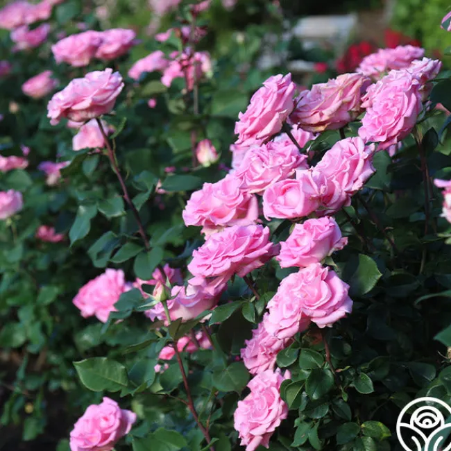 Eleganza® Beverly>Heirloom Roses Best