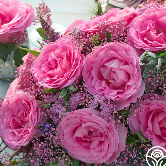 Eleganza® Beverly>Heirloom Roses Best