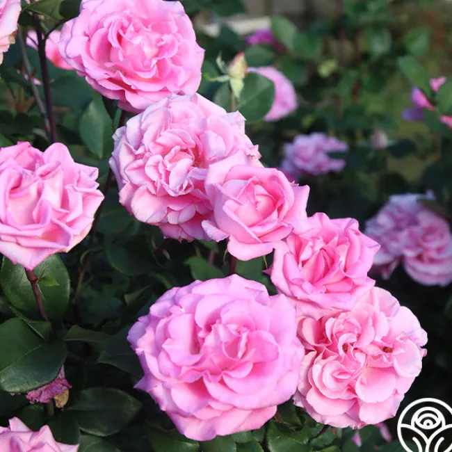 Eleganza® Beverly>Heirloom Roses Best