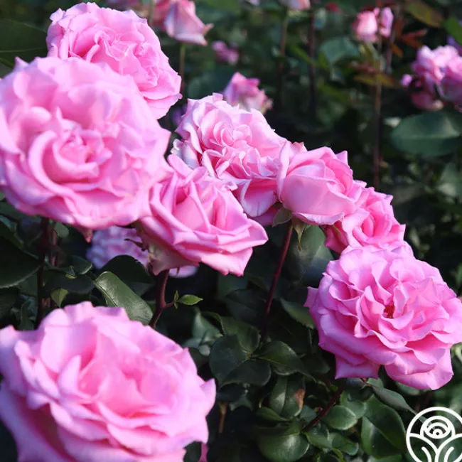 Eleganza® Beverly>Heirloom Roses Best