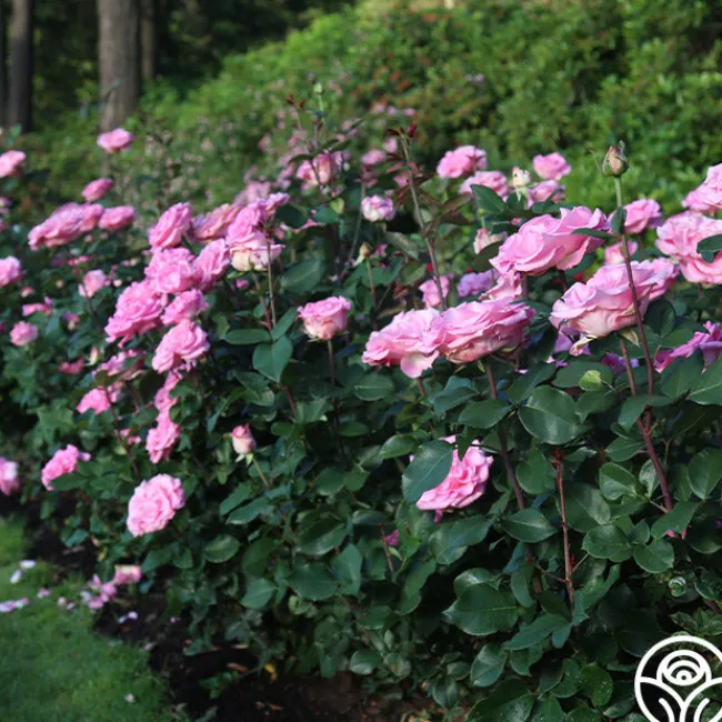 Eleganza® Beverly>Heirloom Roses Best