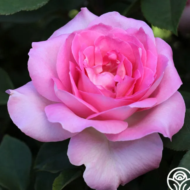 Eleganza® Beverly>Heirloom Roses Best
