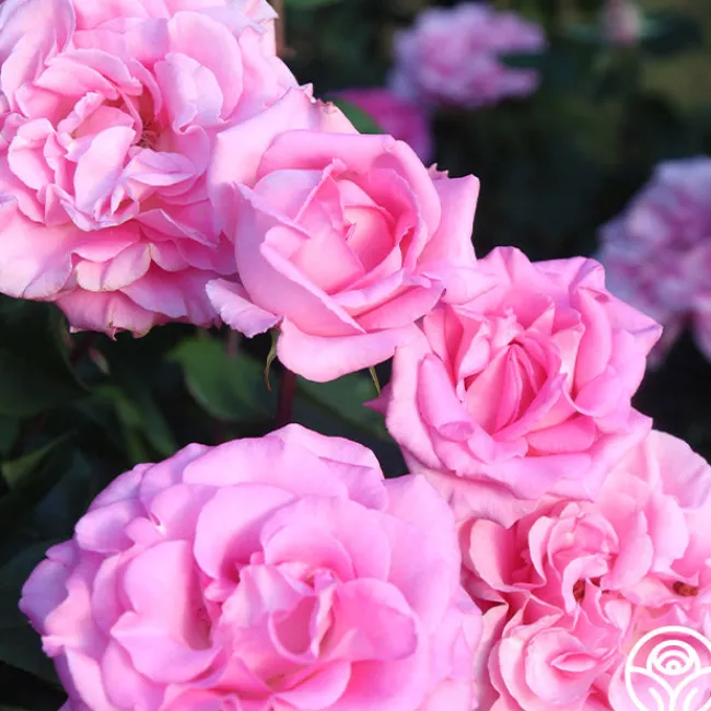 Eleganza® Beverly>Heirloom Roses Best