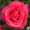 Eleganza® Fiji>Heirloom Roses Online