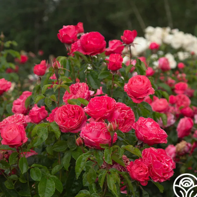 Eleganza® Fiji>Heirloom Roses Online