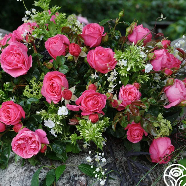 Eleganza® Fiji>Heirloom Roses Online