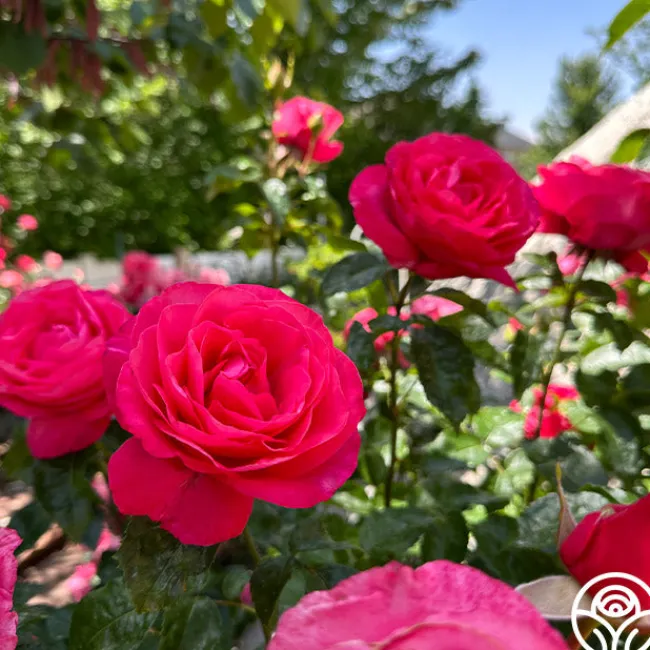 Eleganza® Fiji>Heirloom Roses Online