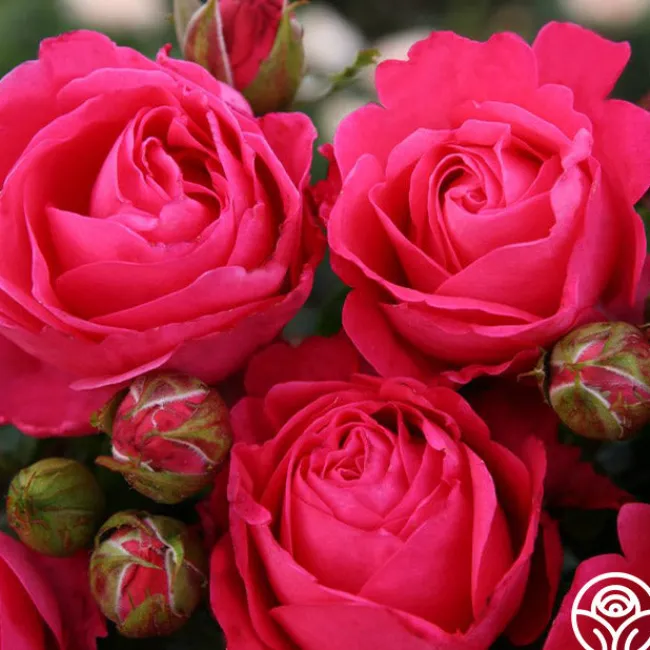 Eleganza® Fiji>Heirloom Roses Online