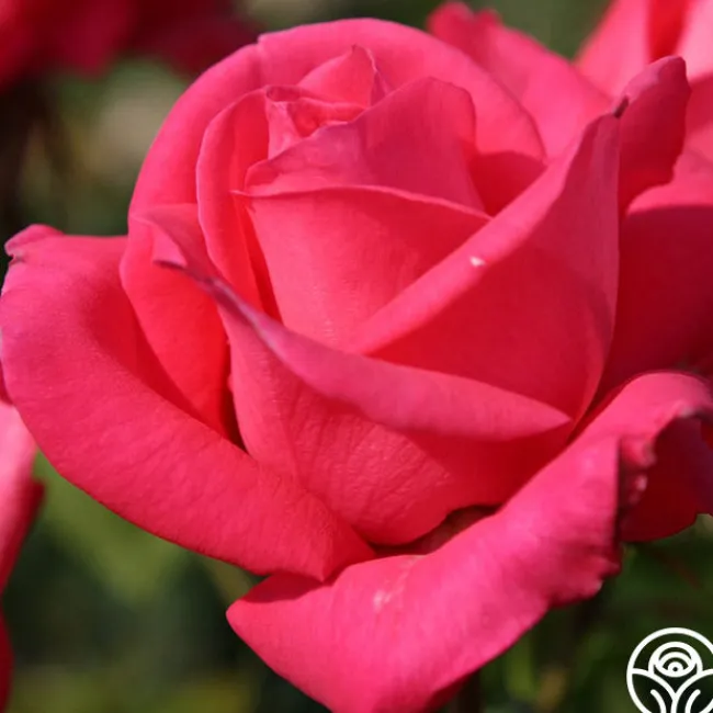 Eleganza® Fiji>Heirloom Roses Online