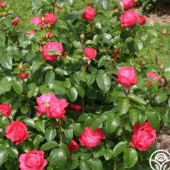 Eleganza® Fiji><noscript><img width=