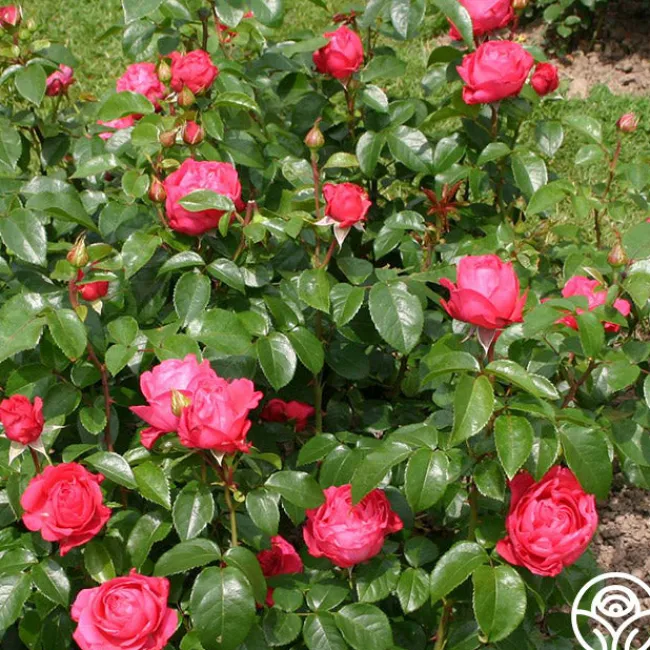 Eleganza® Fiji>Heirloom Roses Online