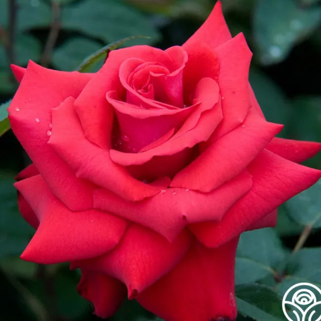 Eleganza® Grande Amore>Heirloom Roses Outlet