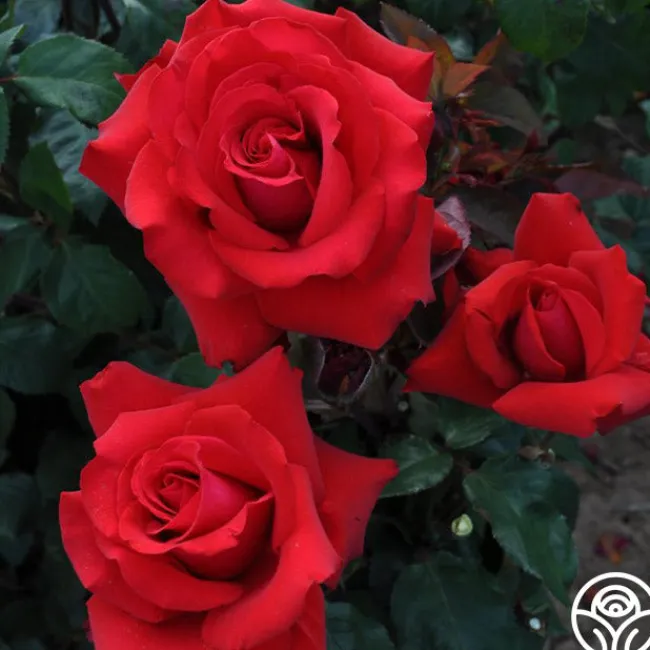 Eleganza® Grande Amore>Heirloom Roses Outlet